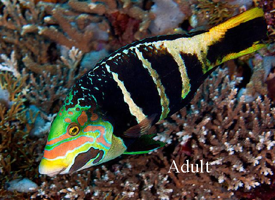  Hemigymnus fasciatus (Barred thicklip Wrasse)